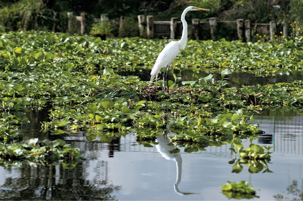 Xochimilco's bounty