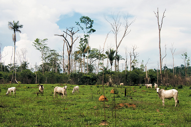 Cattle roam pasture among burned trees