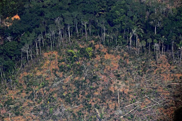 Stop Illegal Activity in the Amazon: A Plea From Brazil’s Private Sector