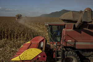 Workers operate combine harvesters during a corn harvest at a farm in Santana do Araguaia, Para state, Brazil, on Wednesday, June 22, 2022. Agriculture increased its share of Brazilian gross domestic product over the past three years from 20% to 28% of the countrys $1.7 trillion economy, according to the University of Sao Paulo. Photographer: Victor Moriyama/Bloomberg via Getty Images