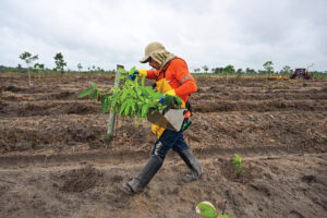 A worker with carbon credit company Mombak plants trees to reforest a former cattle ranch in the Amazon region near Mãe do Rio in the state of Pará in December.